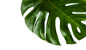 Plant tile flipped image